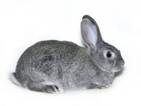 Порода кроликов Серебро