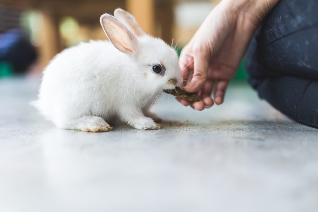 Сколько комбикорма съедает кролик в день суточная норма