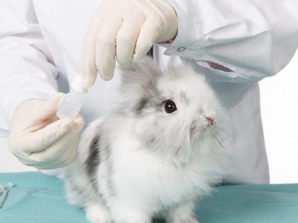 Симптомы и лечение болезней глаз у кроликов