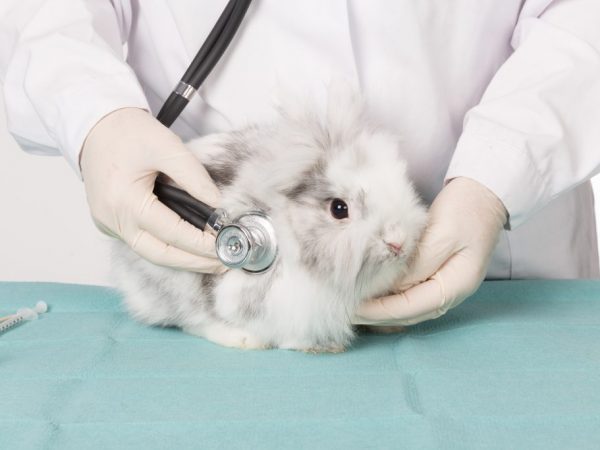 Симптомы болезней декоративных кроликов и их лечение