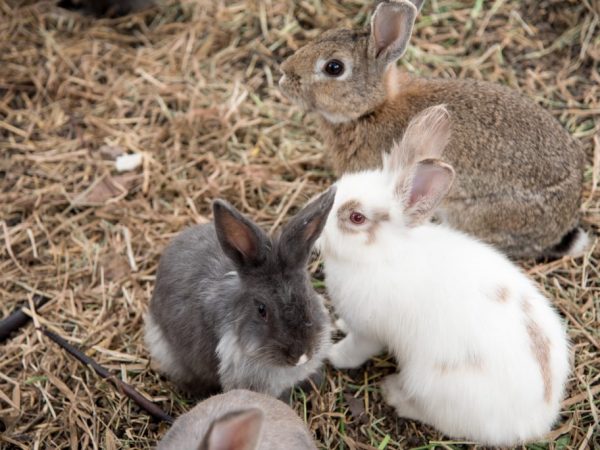 Самые популярные породы кроликов