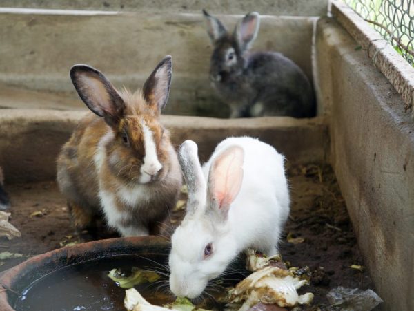Клетку для кроликов легко соорудить из подручных материалов. Но при этом важно учесть формы конструкции и её безопасность для пушистых жильцов