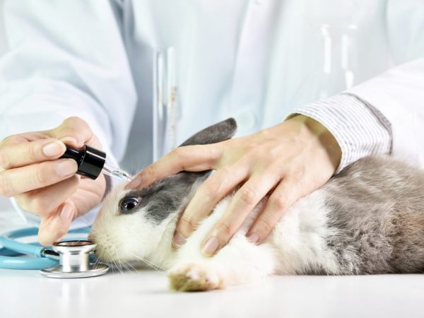 Конъюнктивит у кроликов лечение в домашних условиях thumbnail