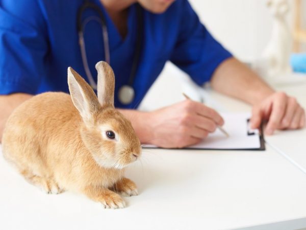 Конъюнктивит у кроликов лечится легко и быстро. Ветеринары рекомендуют использовать для промывания глаза: 3% раствор альбуцида или слабый раствор перманганата калия