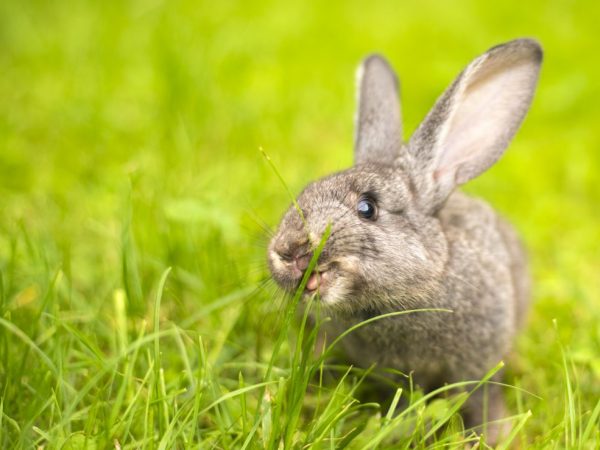 Кроликом нужно сбалансированное питание, поэтому важным компонентом их рациона является – трава. К любимым лакомствам кроликов относятся: одуванчик, подорожник, лопух, осот