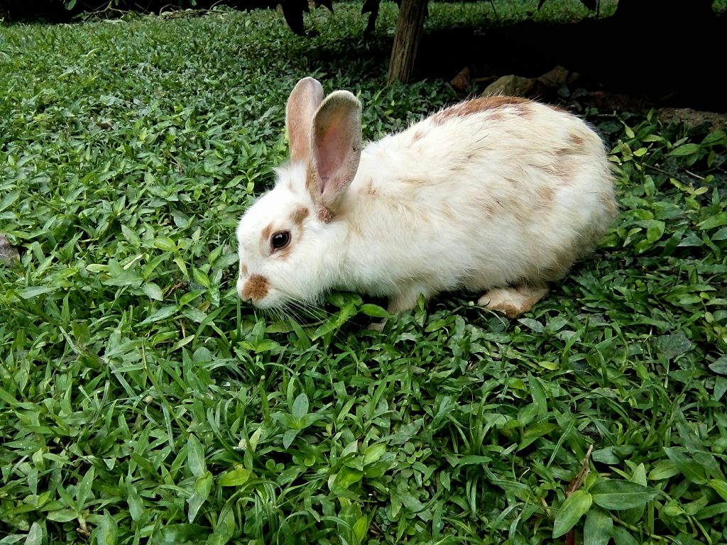 Травы для кроликов фото и названия