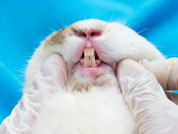 У годовалой особи зубы начинают приобретать желтоватый оттенок, и чем кролик старше, тем больше у него желтизны на зубах 