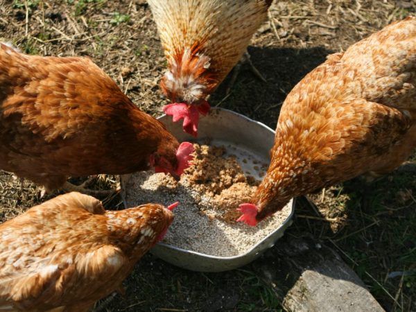 Использование биодобавок гарантирует повышение яйценоскости у птицы и улучшение качества мяса