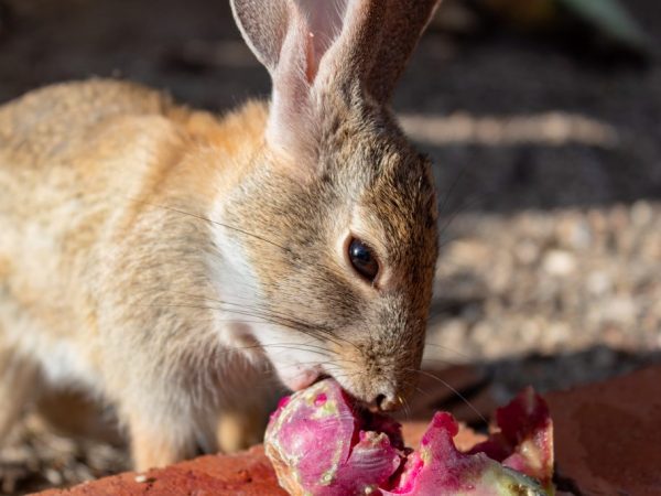 Отходы составляют существенную часть меню кроликов. В составе мокрых мешанок им выделяют остатки каш, картофеля, макарон, на не очень жирных супах делают мокрые мешанки
