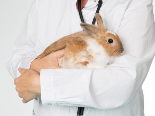  Неправильное питание, избыточный вес и кишечные инфекции могут вызвать у кроликов такую неприятную проблему, как метеоризм