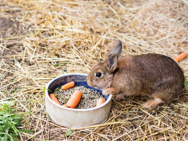 От правильности кормления кролей зависит быстрота прироста их массы, здоровье, вкус мясо и качество меха
