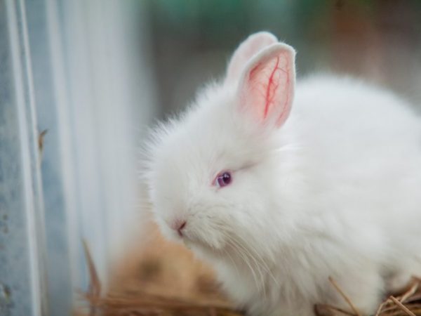 Белый пуховый кролик