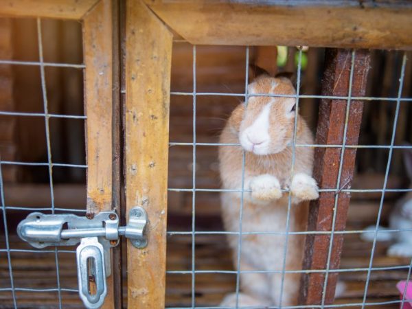 Промышленное кролиководство: оборудование, содержание и разведение, бизнес-план