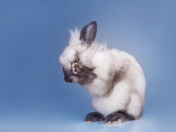 Причины слезоточивости глаз у кролика