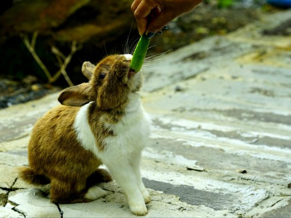 Кормят ли кроликов огурцами