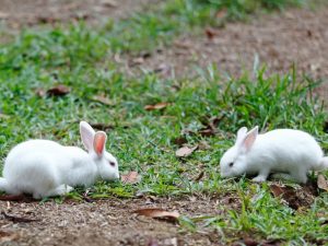 Вязка кроликов в домашних условиях