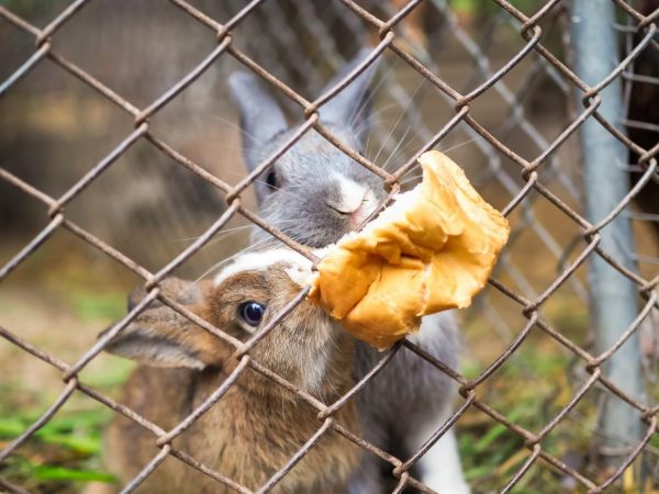Хлеб в рационе кроликов