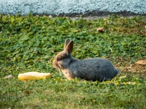 Кабачки в рационе кроликов