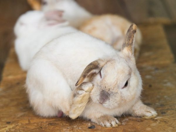 Как вылечить кроликов при ушной чесотке