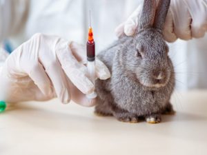 Почему болят ушки у кроликов