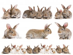 Породы кроликов для домашнего выращивания