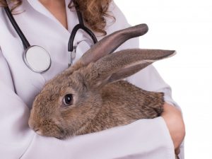 Причины мокрого хвоста у кролика