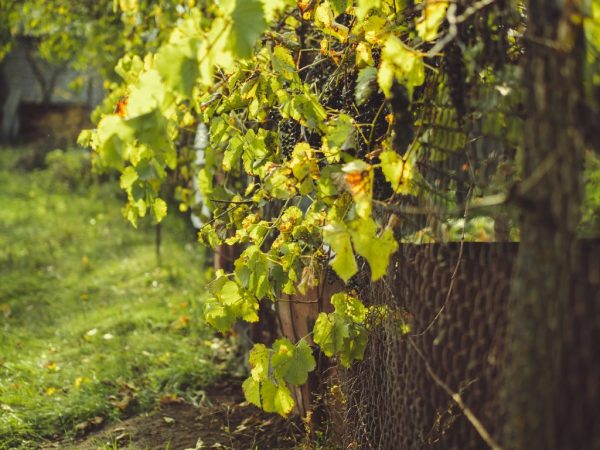 Листья винограда для кроликов