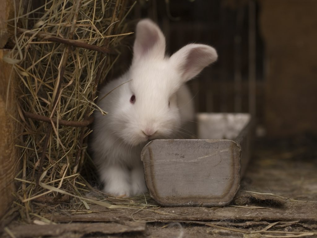 Сколько всего живут кролики. Кролики в амбаре. Продолжительность жизни декоративных кроликов. Средний кролик. Срок жизни домашнего кролика.
