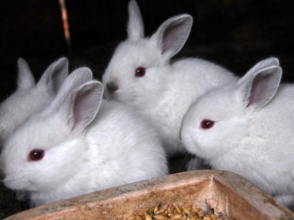 В рационе кроликов должны содержаться питательные вещества, витамины, минералы, необходимые для нормального роста и развития