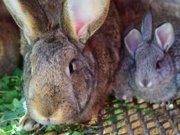Самки достигают половой зрелости на 8 месяце жизни. Средняя плодовитость - 6-8 крольчат в помете, но в летний период бывает 12-15 штук