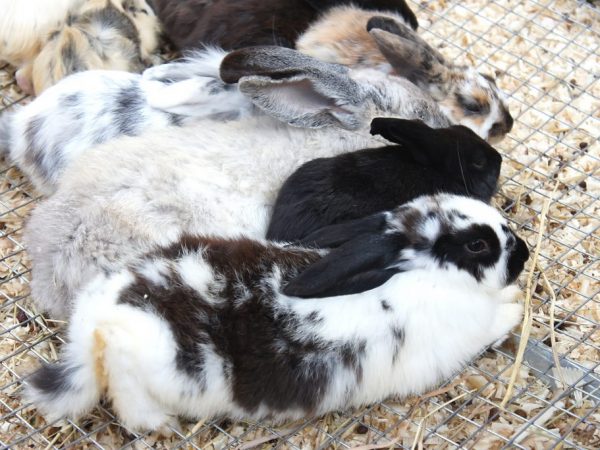 Отличить кролика от крольчихи можно по половыми признакам. 