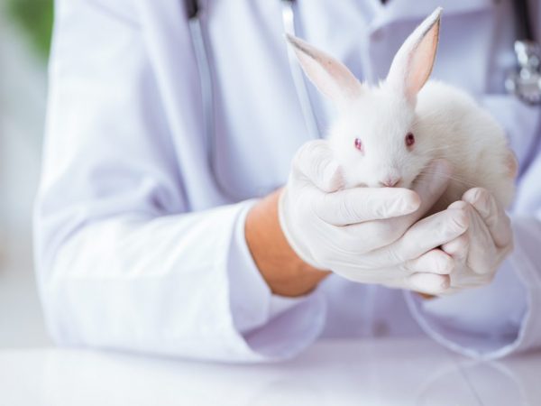Ивертин вводится кроликам подкожно в дозе 0,2 мл на 5 кг массы тела