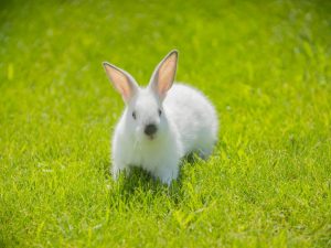 Описание кроликов породы Хиплус