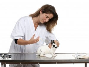 Для чего проводится вакцинация кроликов