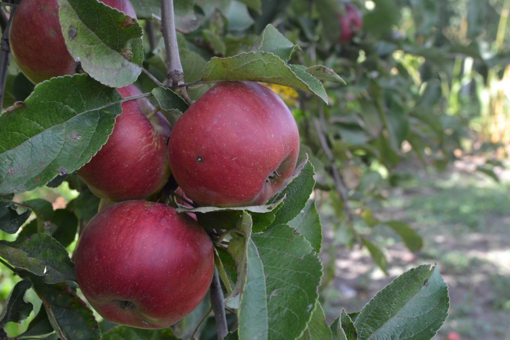 Колоновидная яблоня есения описание фото