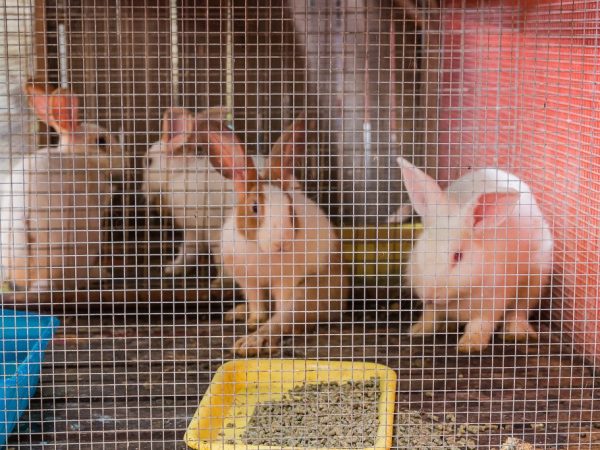 Изготовление клеток для кроликов из сетки