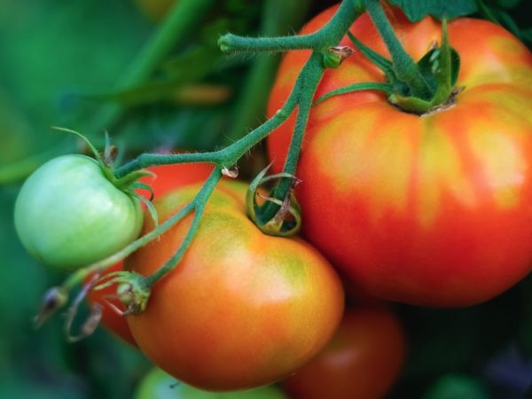 Выращивание томата Хурма