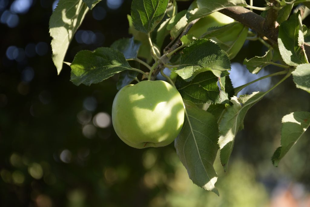 Сорт семеренко описание сорта яблок фото