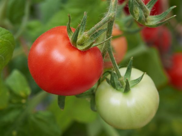 Выращивание томата Оля