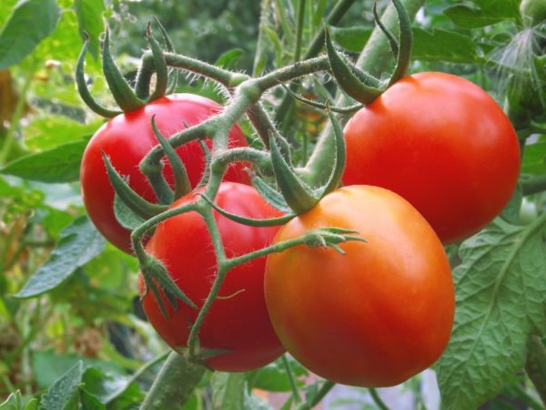 Выращивание томата Пузата хата