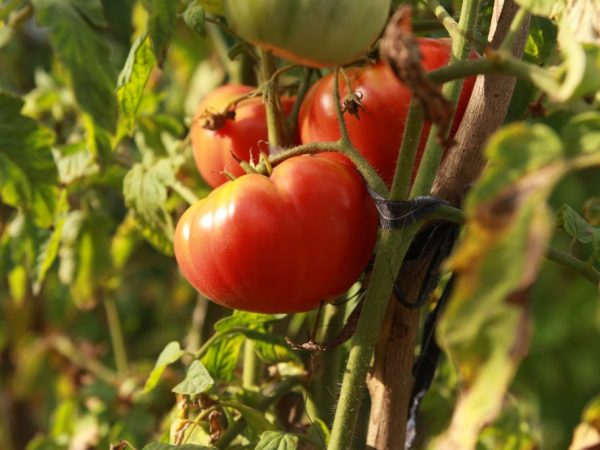 Выращивание томата Андреевский сюрприз