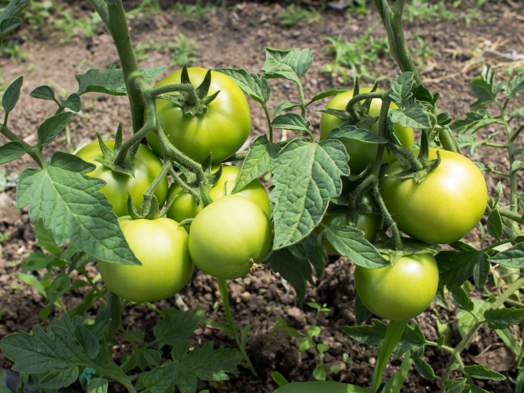 Урожайность томата бобкат. Томат Бобкат f1. Бобкат f1 томат описание. Семена томат Бобкат f1. Бобкат томат характеристика.