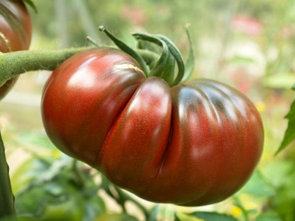 Отличный и вкусный томат