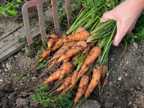 Правила уборки моркови в 2019