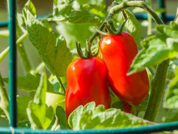 Выращивание томата Сахарный гигант