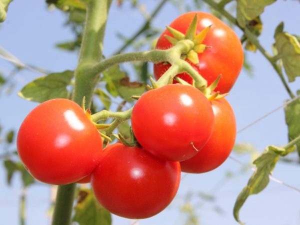 Выращивание томата Взрыв