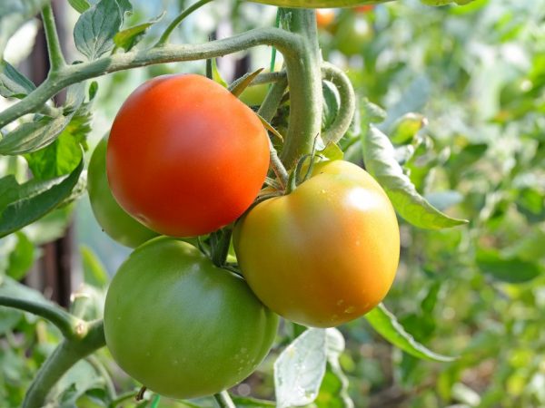 Способы ускорения созревания помидоров