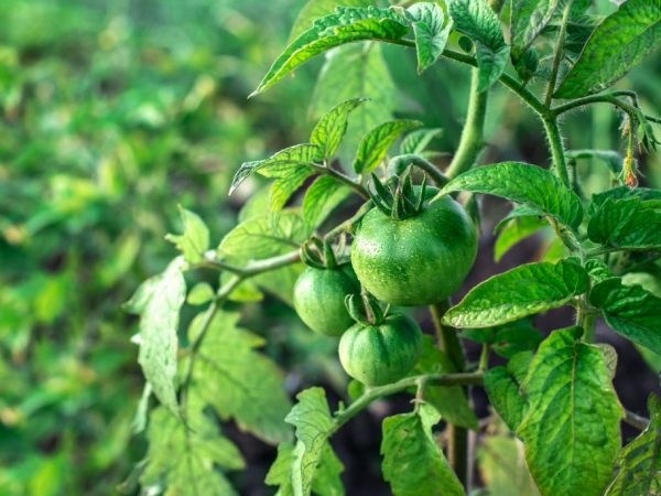 Особенности формирования помидоров