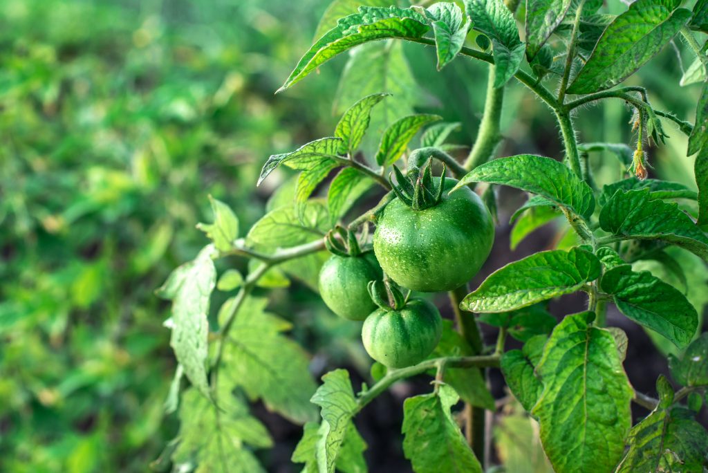Формирование томатов по мере роста куста в теплице и открытом грунте
