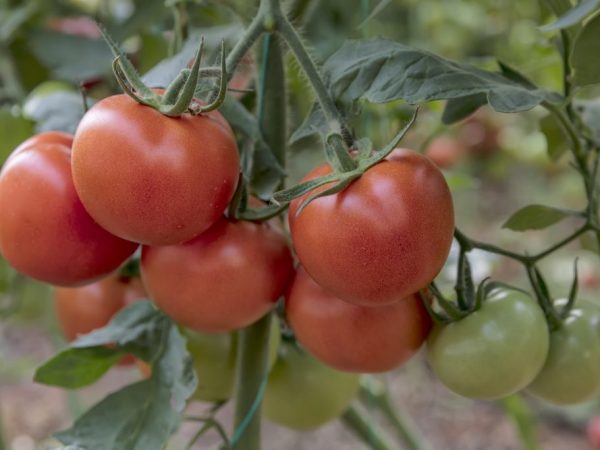 Выращивание томата Сибирский скороспелый